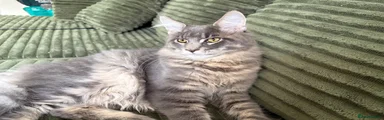 Maine Coon 1