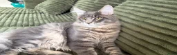 Maine Coon cats for sale: Beautiful full breed blue silver tabby Maine coon - Advert 9