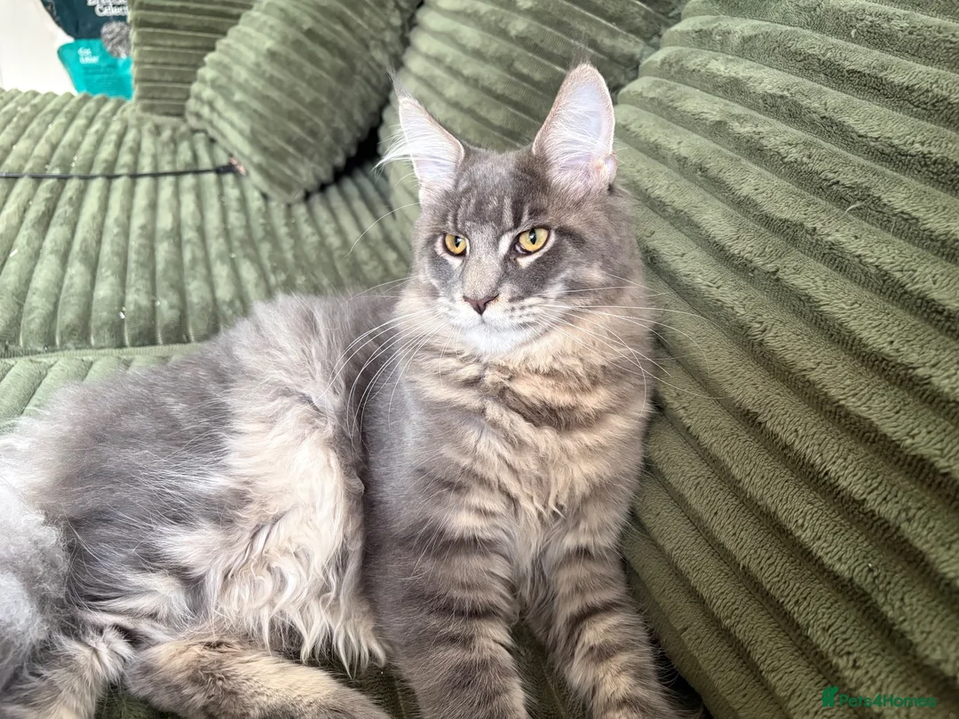 Maine Coon cats for sale: Beautiful full breed blue silver tabby Maine coon - Advert 9