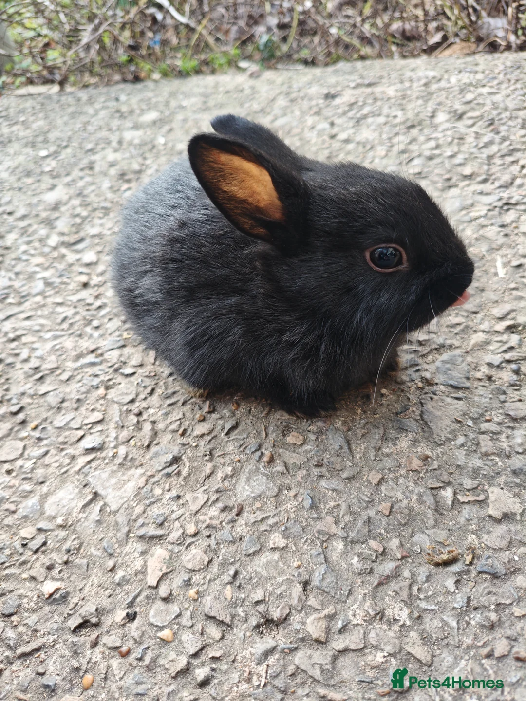 Rex rabbits for sale: Mini rex babies  - Advert 7