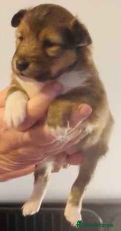 Shetland Sheepdog dogs - Advert 2