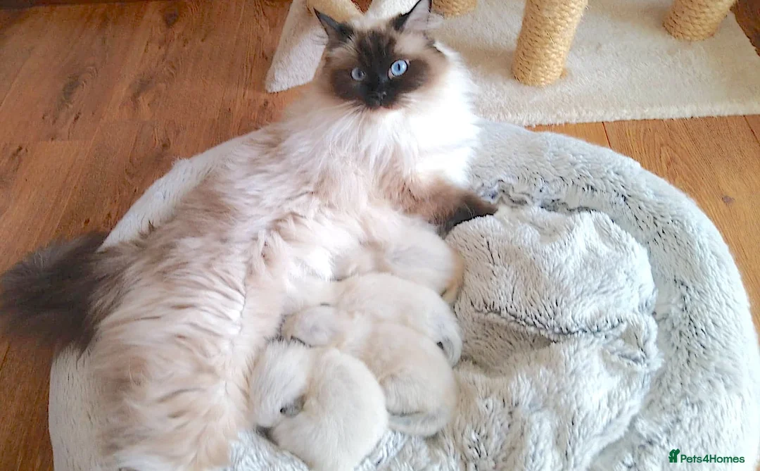 Ragdoll cats for sale: NEW LITTER OF RAGDOLL KITTENS  - Advert 2
