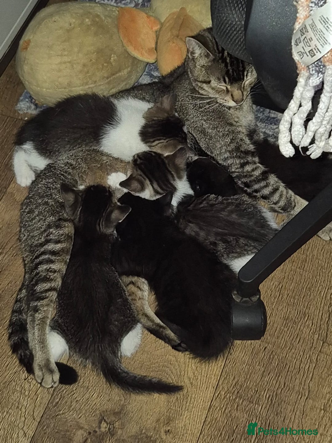 Mixed Breed cats for sale: Kittens ready for lovely homes - Image 8