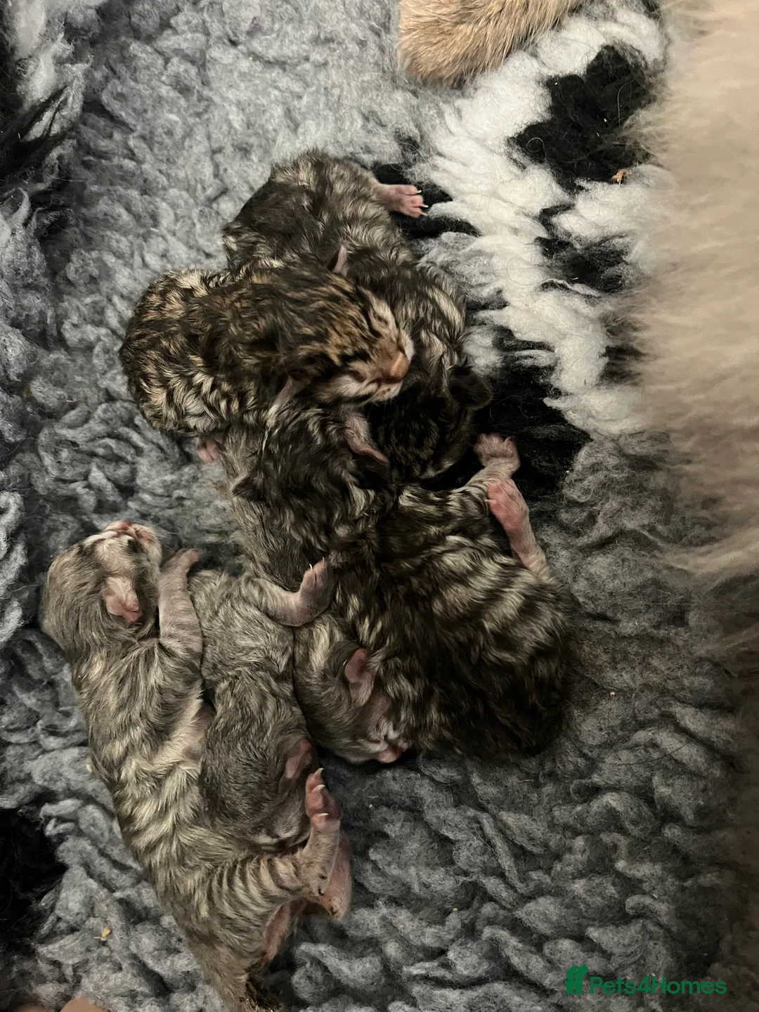 Siberian cats for stud: Traditional Siberian for stud 🐾 - Advert 9