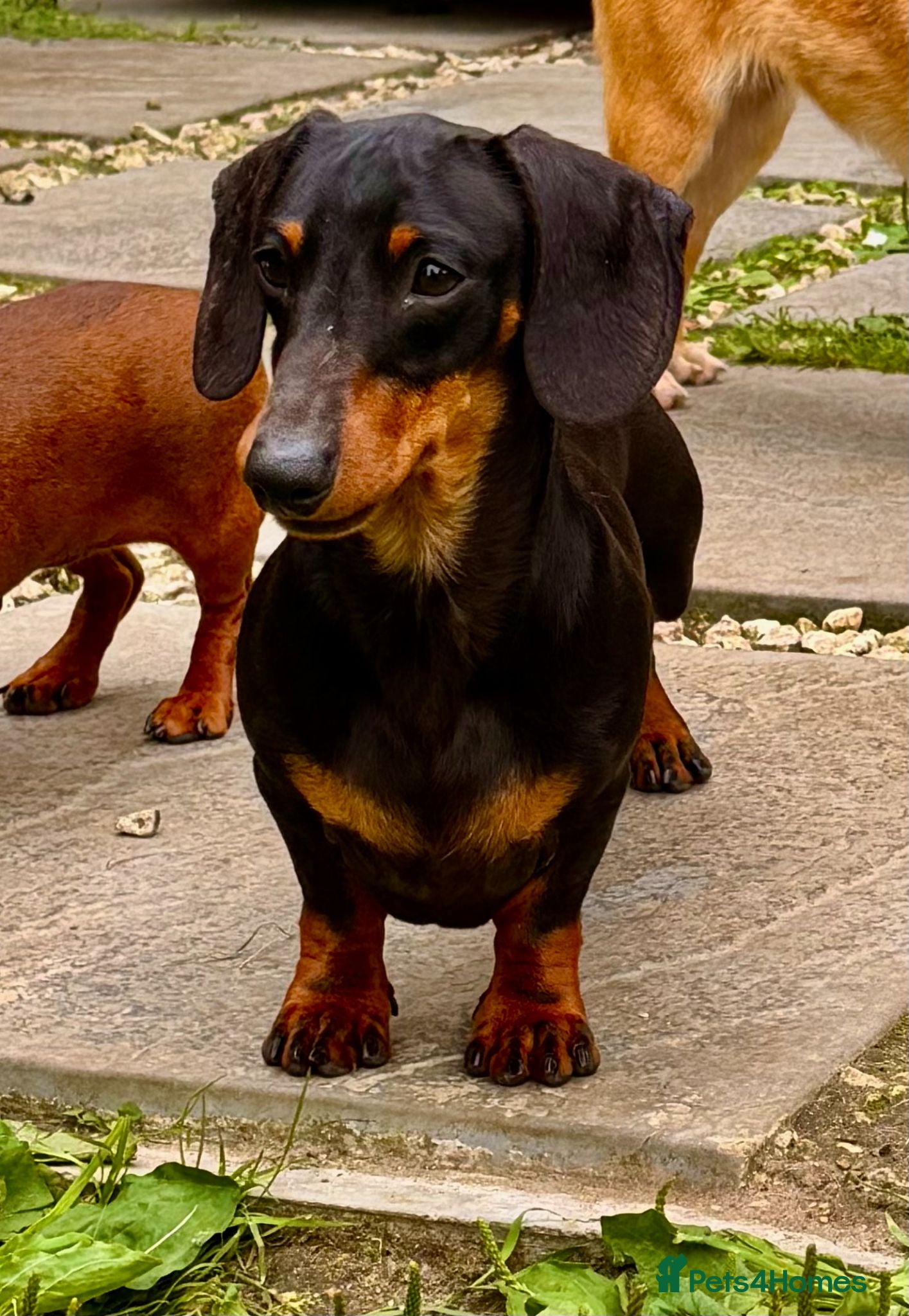 Miniature Dachshund dogs JERRY – Miniature Dachshund - Advert 1