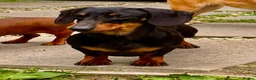 Miniature Dachshund dogs for adoption: JERRY – Miniature Dachshund in Caterham - Advert 1