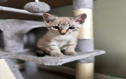 Bengal cats for sale: Snow Bengal Male  - Image 2