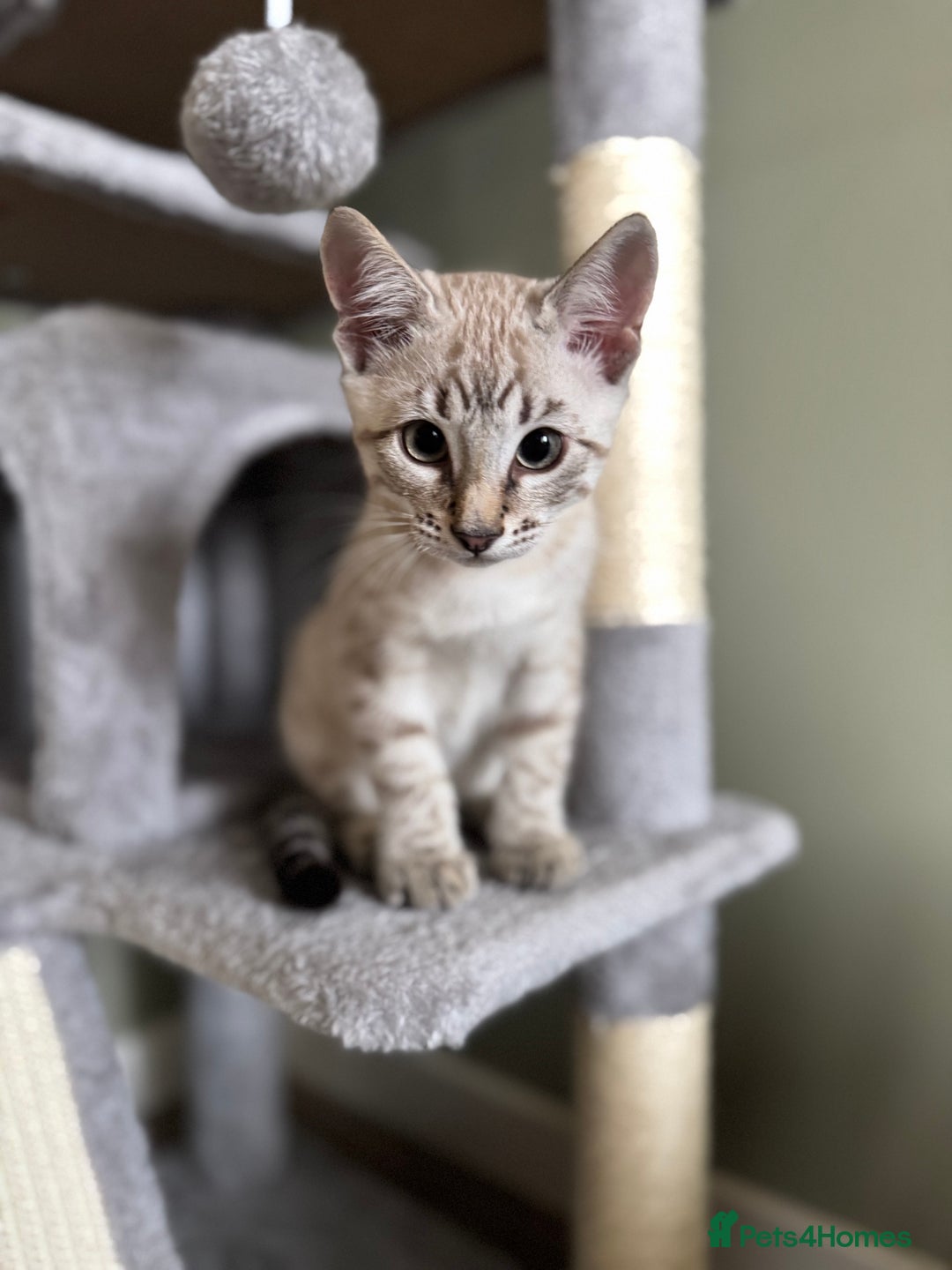 Bengal cats for sale: Snow Bengal Male  - Image 2