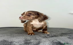 Cocker Spaniel dogs for sale: Cocker spaniel puppies  - Image 5