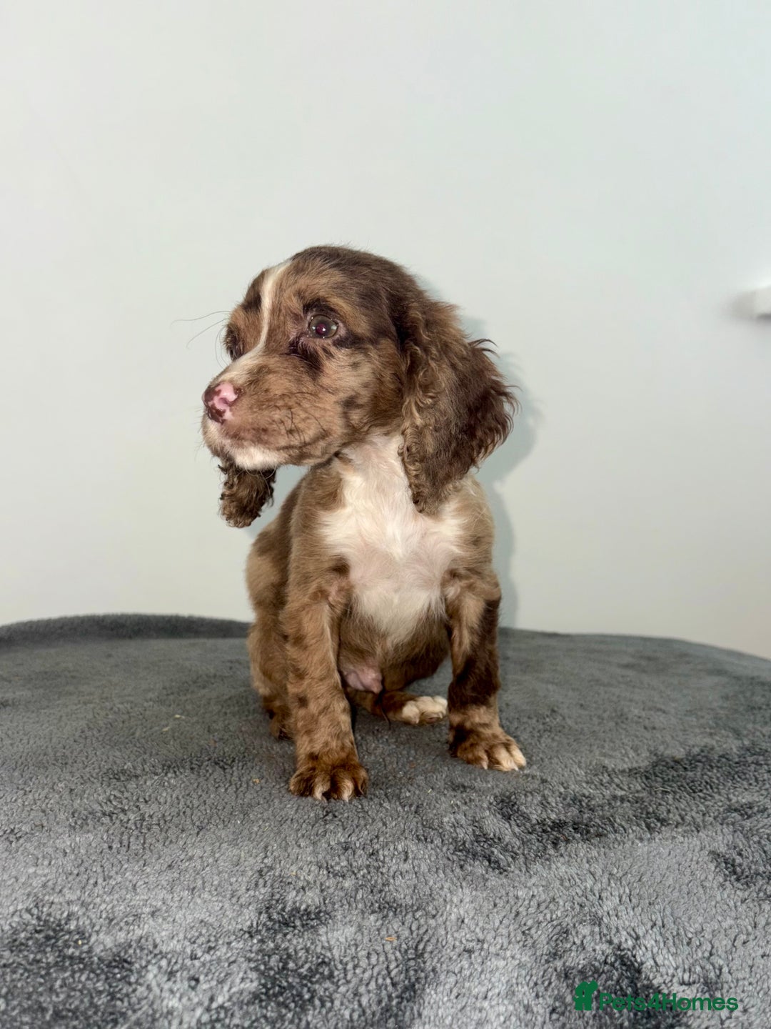 Cocker Spaniel dogs for sale: Cocker spaniel puppies  - Image 5