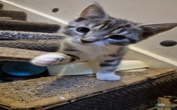 Mixed Breed cats for sale: Kittens 8 weeks old  - Image 1