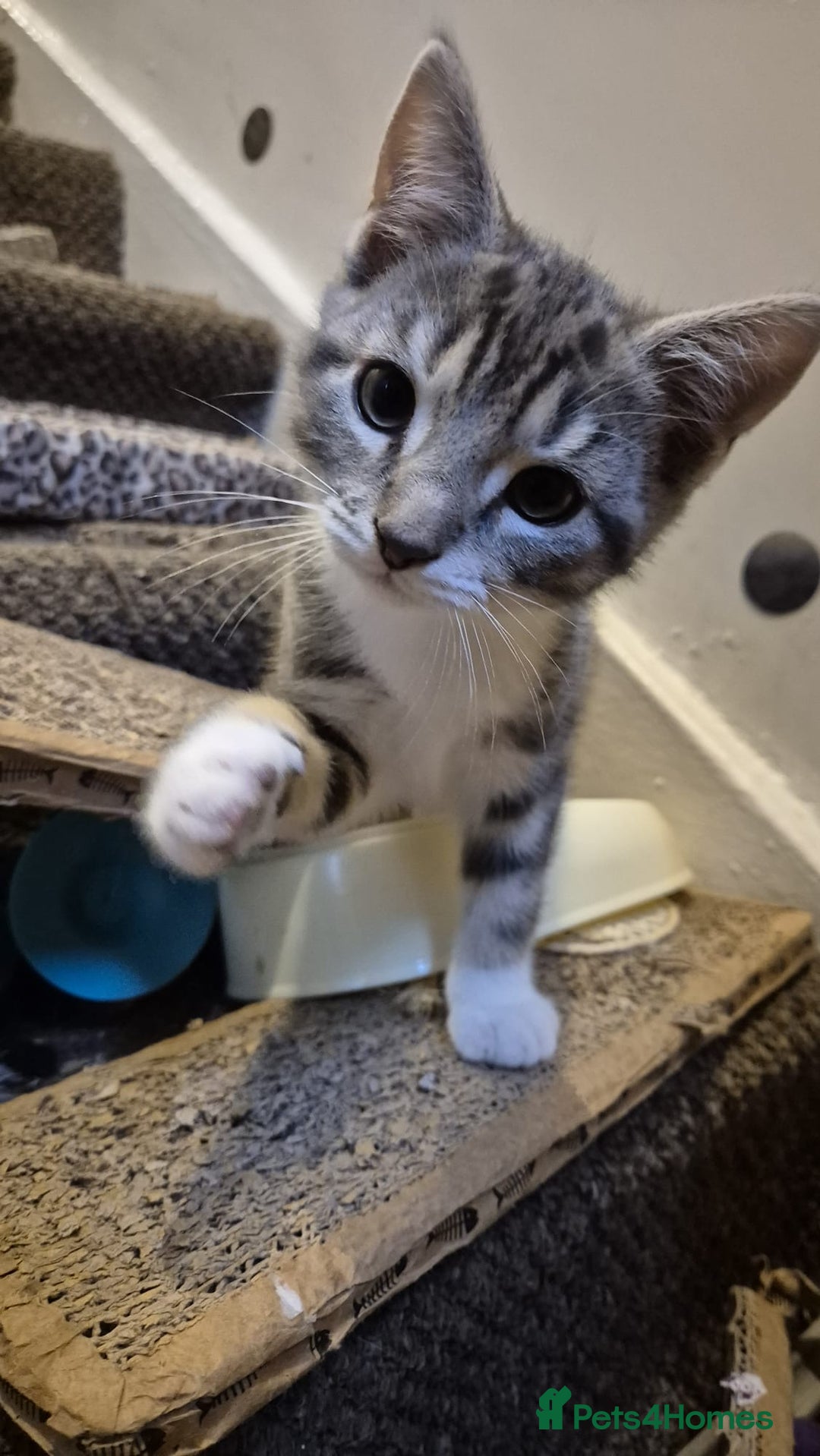 Mixed Breed cats for sale: Kittens 8 weeks old  - Image 1