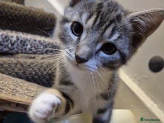 Mixed Breed cats - Advert 30