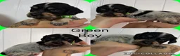 Cocker Spaniel dogs for sale: Cocker spaniel puppy’s 🐶  - Advert 8