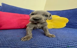 Great Dane dogs for sale: KC registered Great Danes  blues & black - Image 8