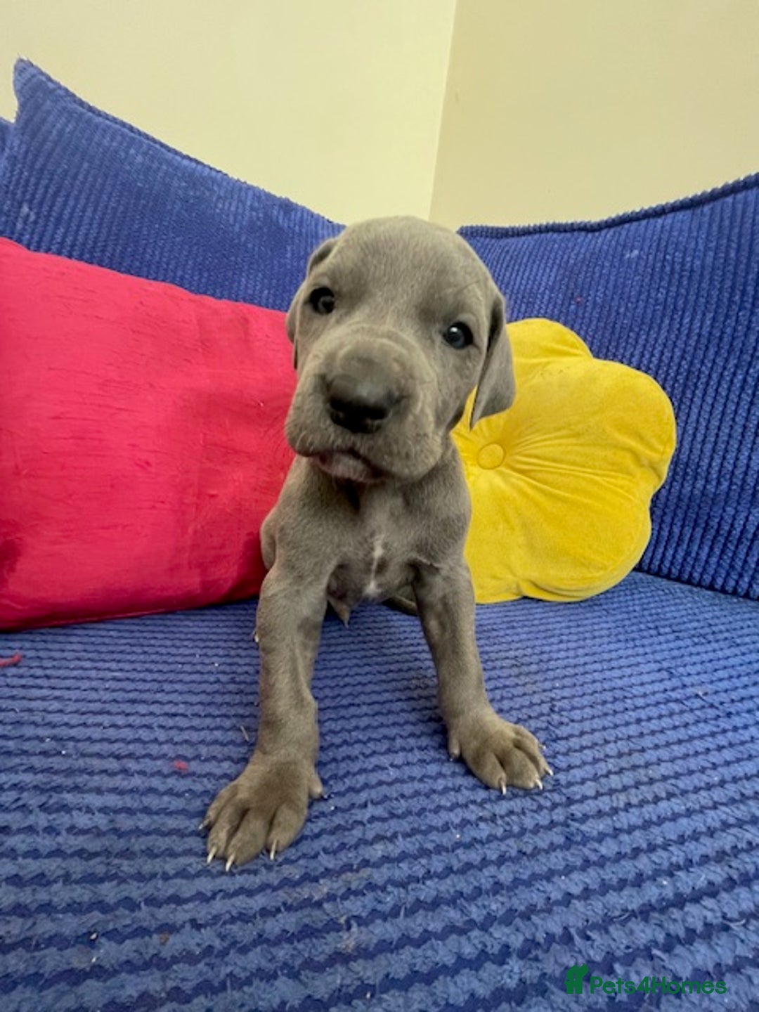 Great Dane dogs for sale: KC registered Great Danes  blues & black - Image 8