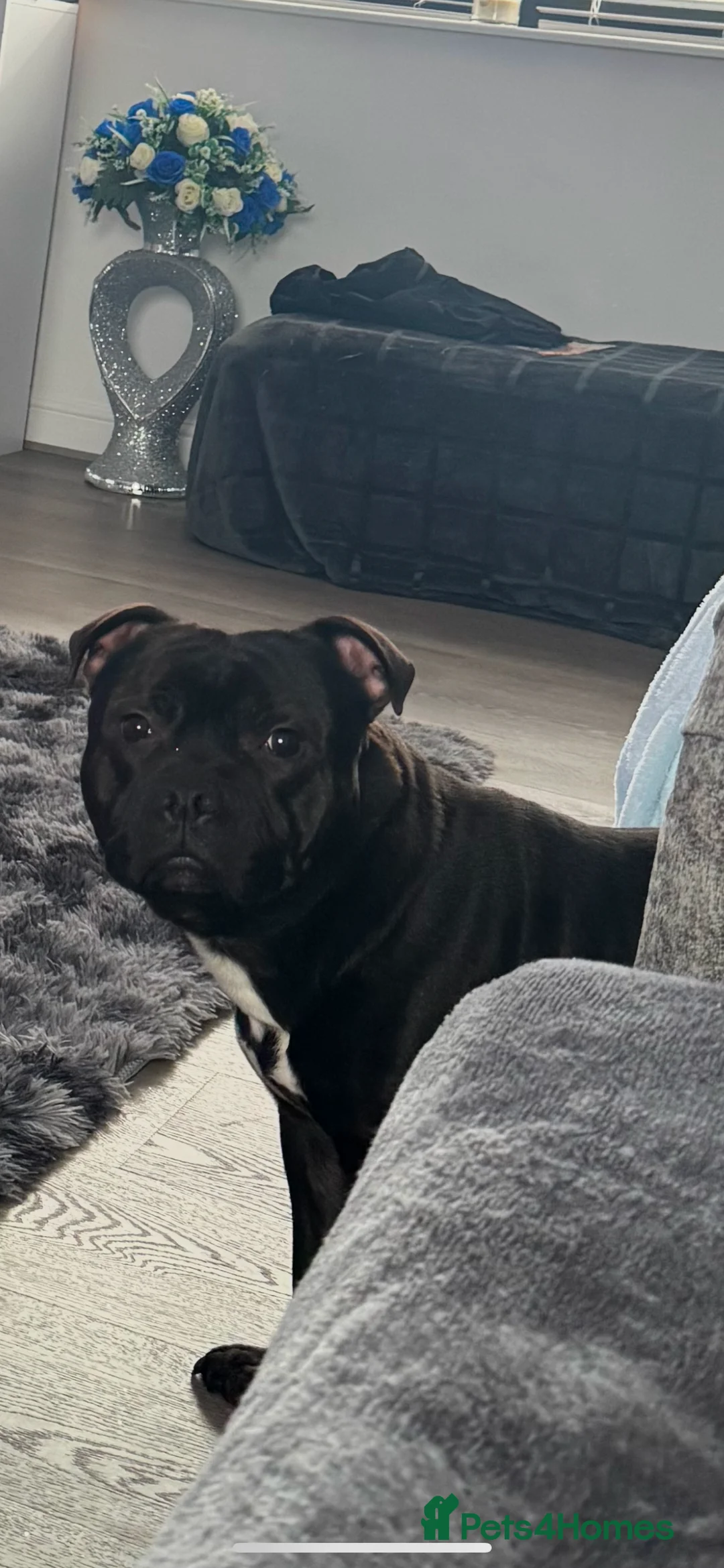 Staffordshire Bull Terrier dogs for stud: Arther - Advert 11