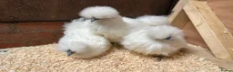 Chickens poultry for sale: Silkies POL - Advert 1