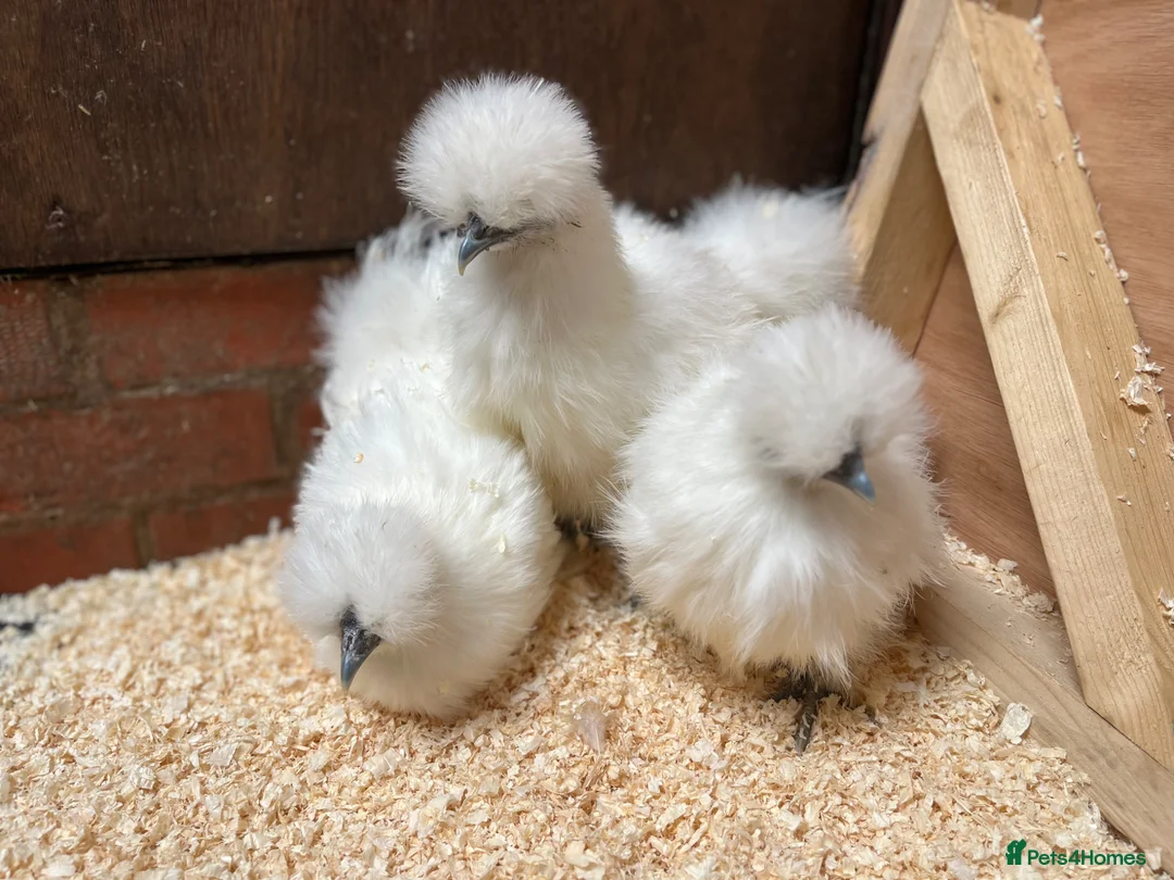 Chickens poultry for sale: Silkies POL - Advert 1