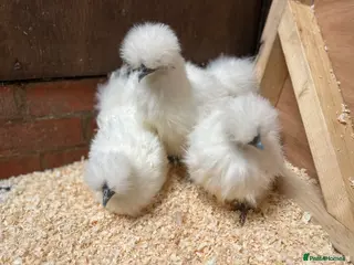 Chickens poultry Silkies POL - Advert 2