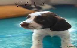 English Springer Spaniel dogs for sale: Springer Spaniel - Image 1