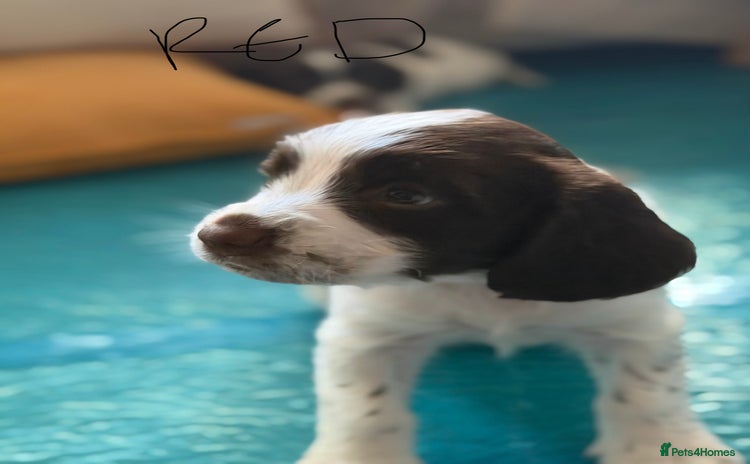 English Springer Spaniel dogs - Advert 15