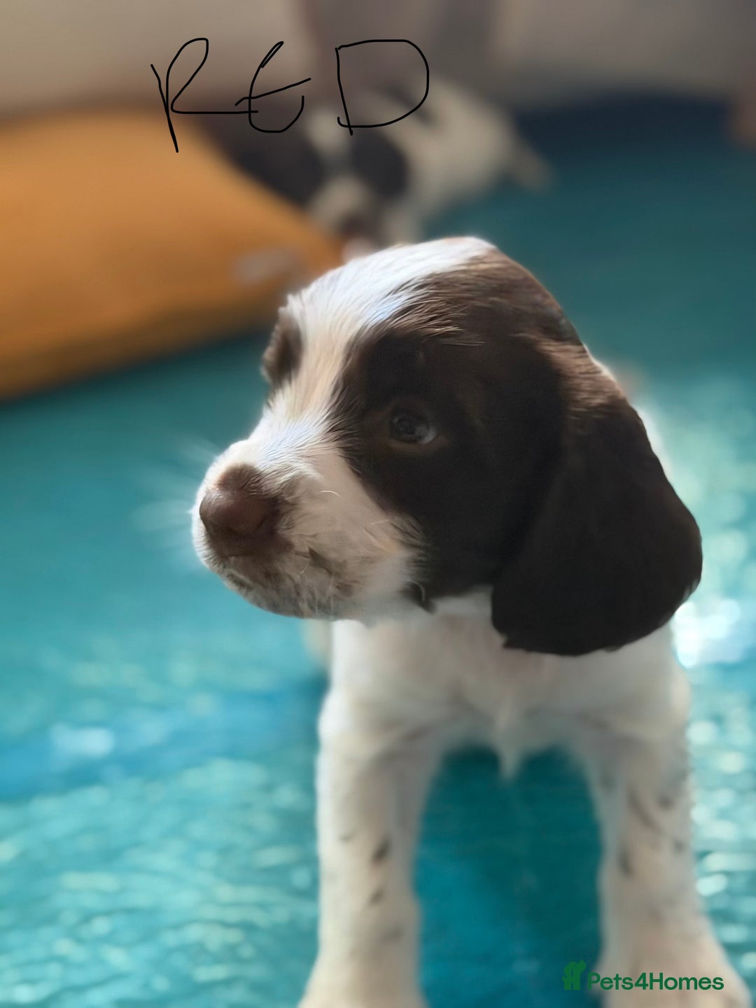 English Springer Spaniel dogs for sale: Springer Spaniel - Image 1