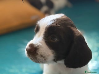 English Springer Spaniel dogs - Advert 2