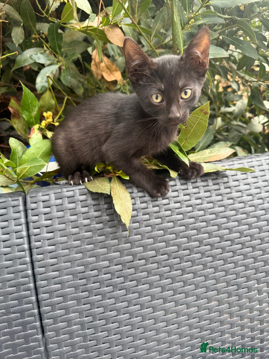Bengal cats for sale: Mix bread ******s - Image 8