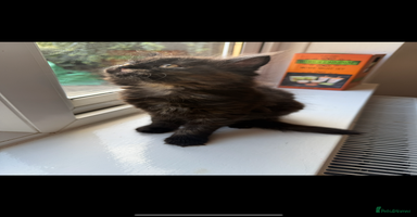 Persian cats - Advert 10