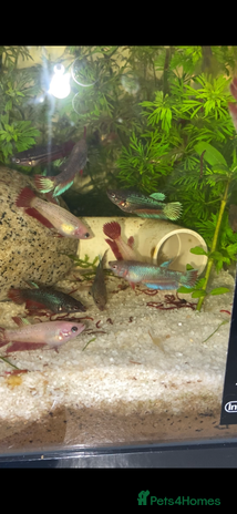 Bettas fish - Advert 16