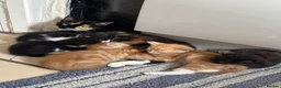 Mixed Breed cats for sale: Kittens for Sale  - Advert 3