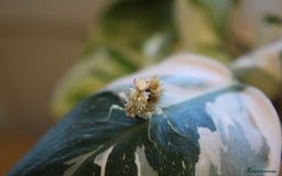 Praying Mantis invertebrates for sale: Praying Mantis - Ghosts and Spiny Flowers! - Image 4