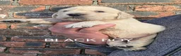 Golden Retriever dogs for sale: KC GOLDEN RETRIEVER PUPPIES HEALTH TESTED PARENTS - Advert 17