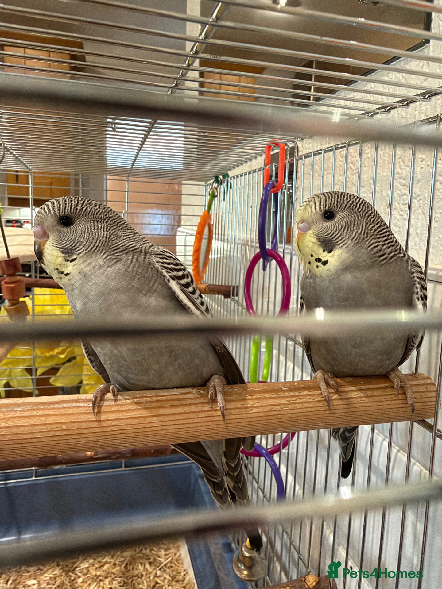 Budgerigars birds 2 beautiful baby budgies/cage/accessories - Advert 1