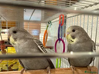 Budgerigars birds 2 beautiful baby budgies/cage/accessories - Advert 1