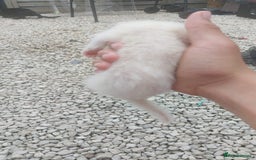 Ferret rodents for sale: Ferret  - Image 3