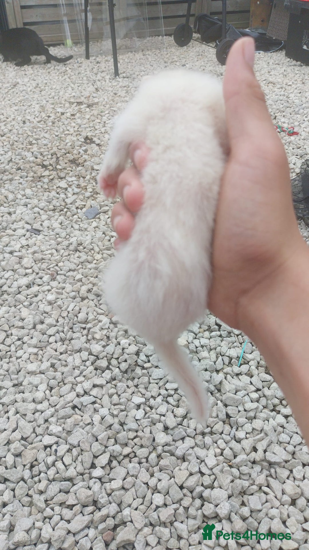 Ferret rodents for sale: Ferret  - Image 3