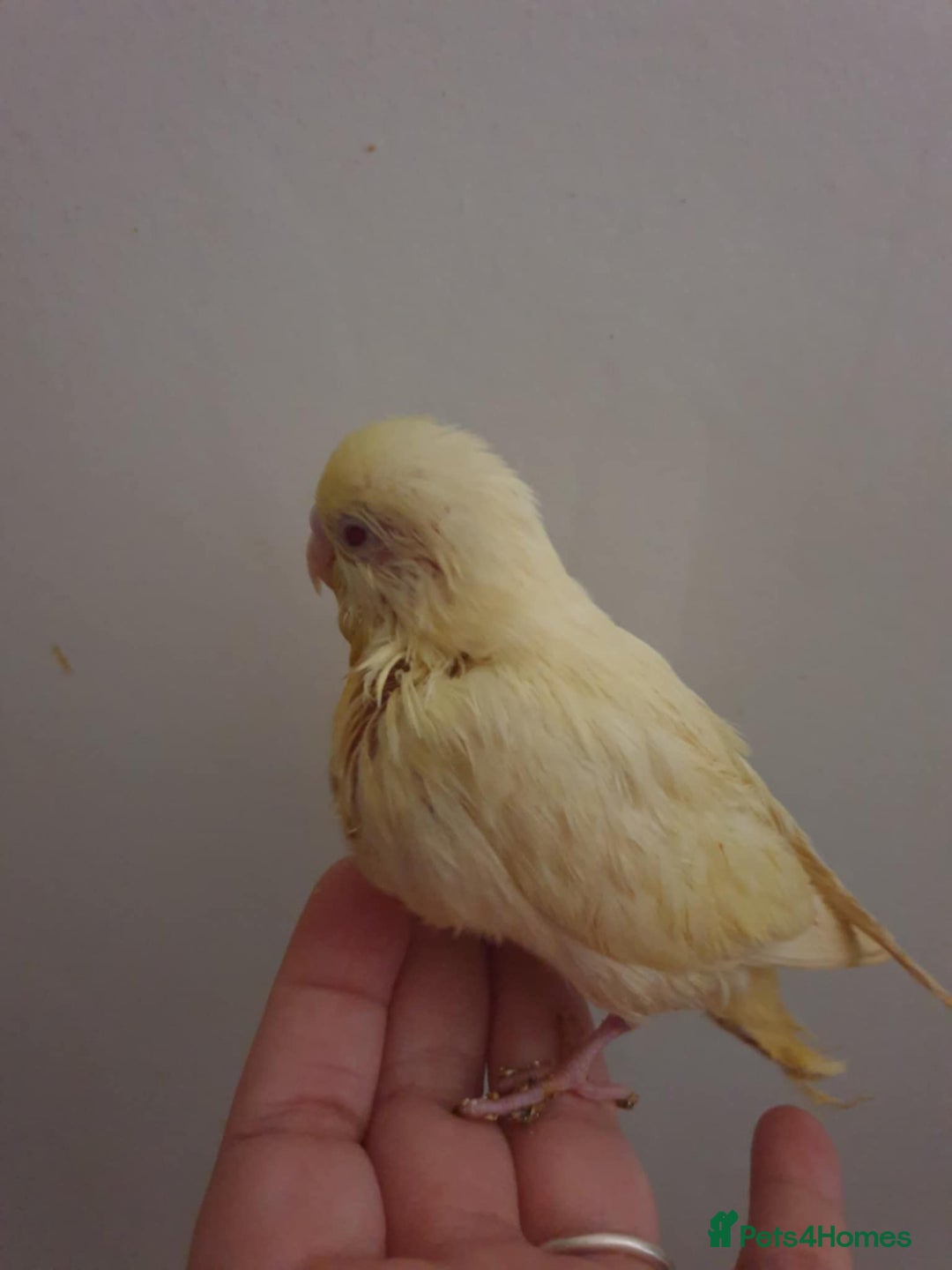 Budgerigars birds for sale: Beautiful hand reared baby budgies  - Advert 8