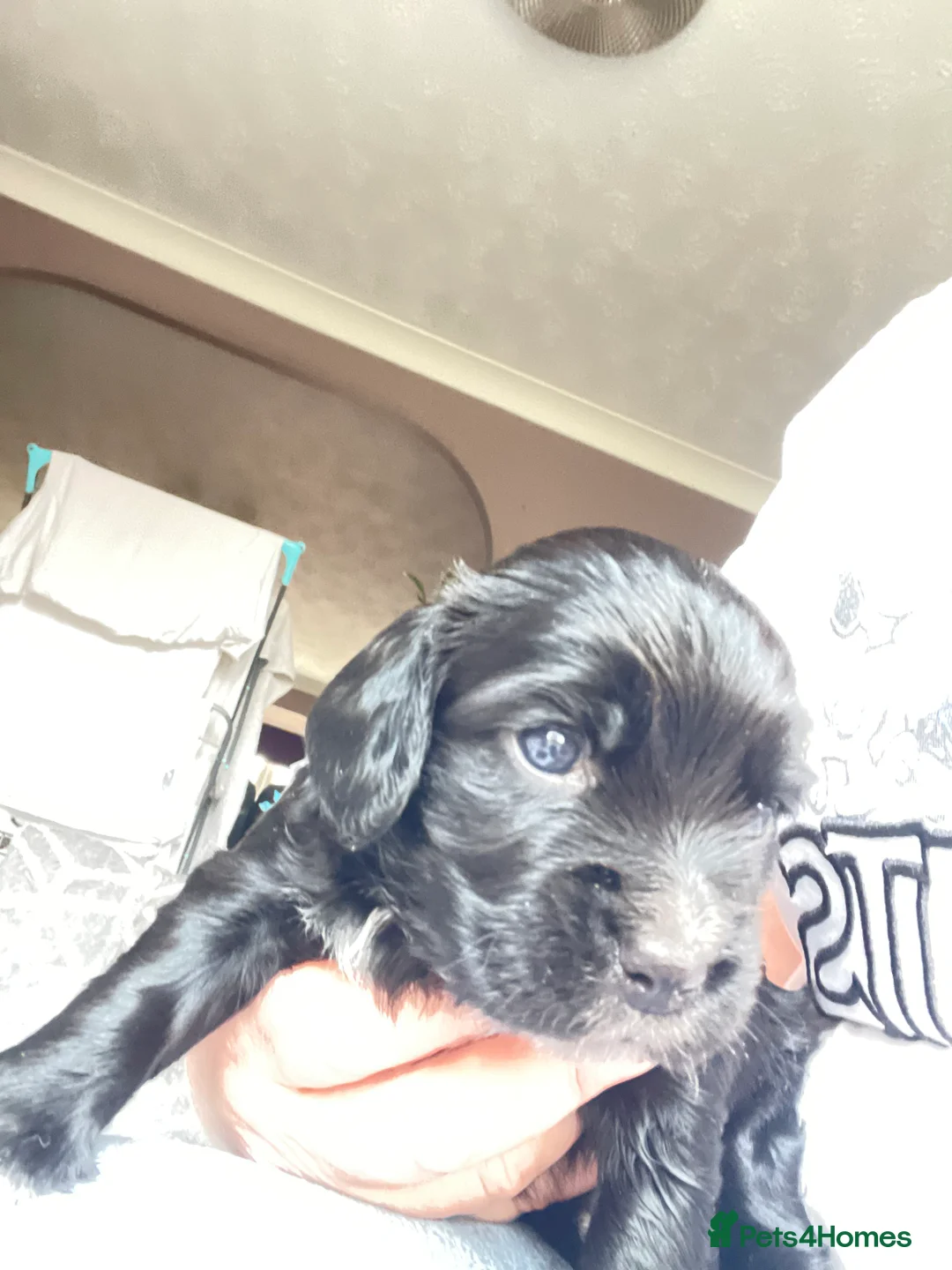 Cocker Spaniel dogs for sale: Working Cocker Spaniel Puppies 🐾 - Advert 5