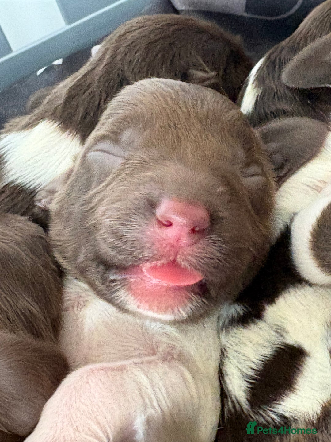 English Springer Spaniel dogs for sale: Beautiful litter of KC REG Puppies - Advert 6