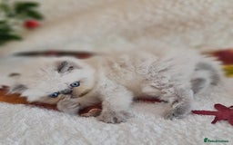 Persian cats for sale: Persian Kittens - Image 11