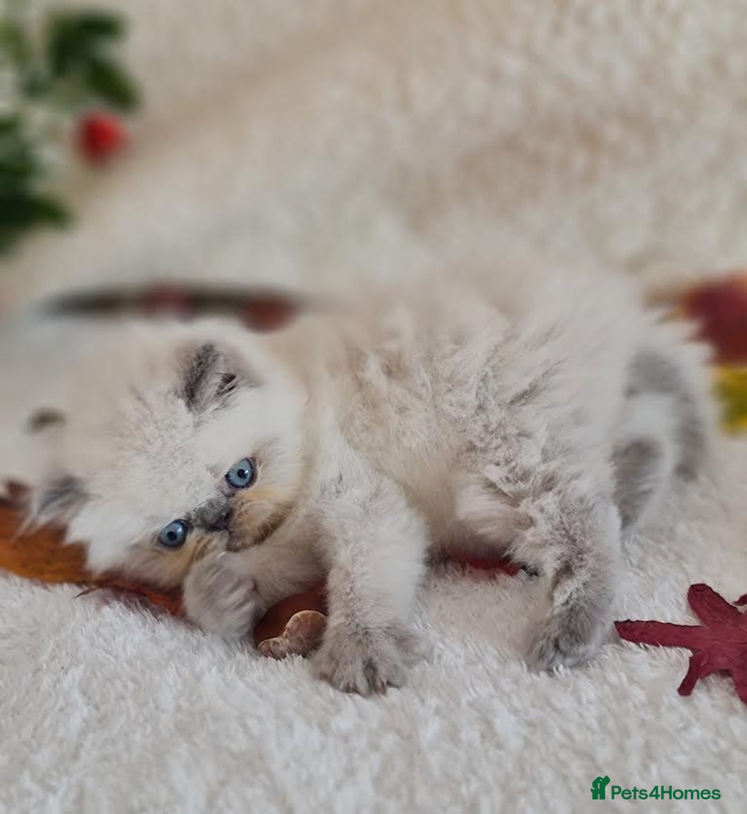 Persian cats for sale: Persian Kittens - Image 11