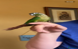 Conures birds for sale: Baby silly tame green cheek conures  - Image 9