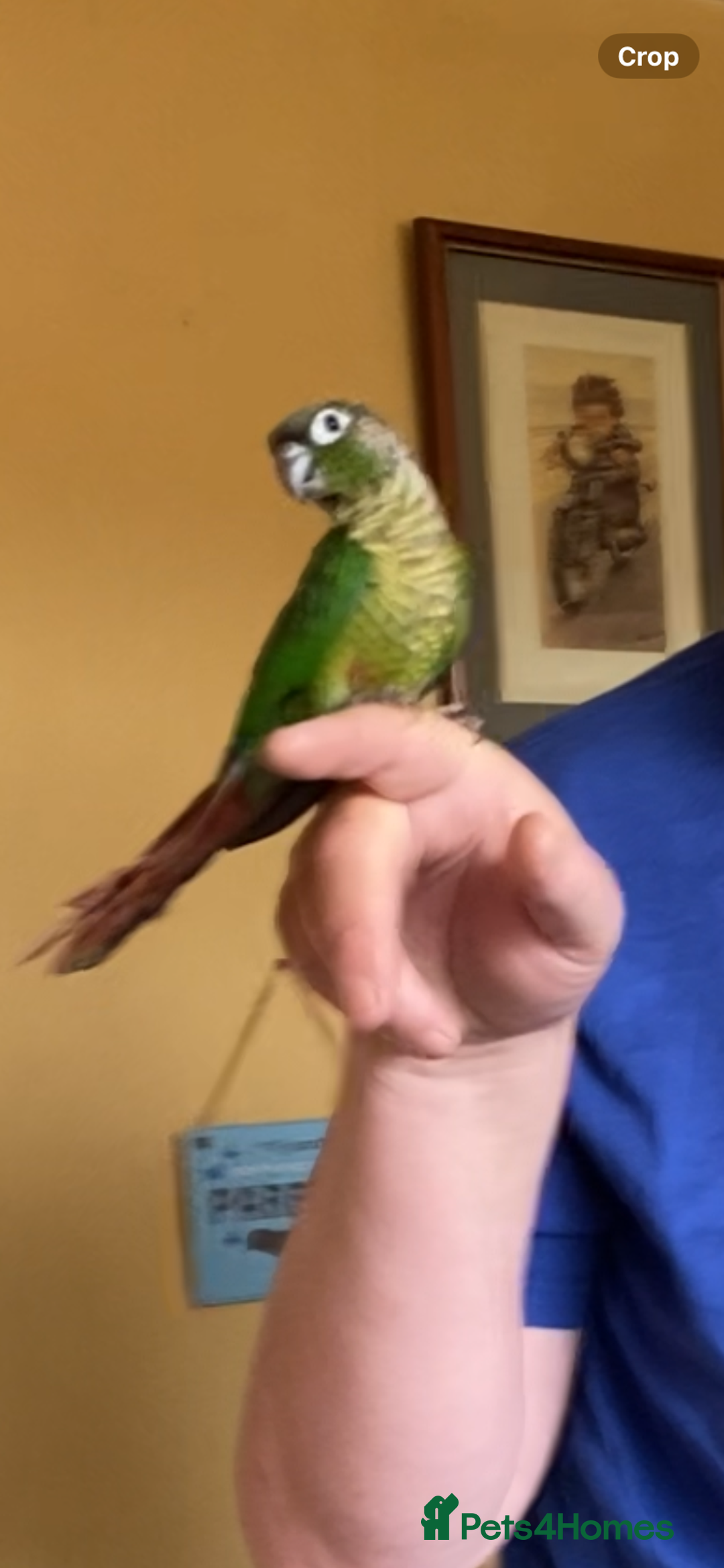Conures birds for sale: Baby silly tame green cheek conures  - Image 9