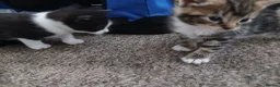 Mixed Breed cats for sale: 3 beautiful kittens  - Advert 2