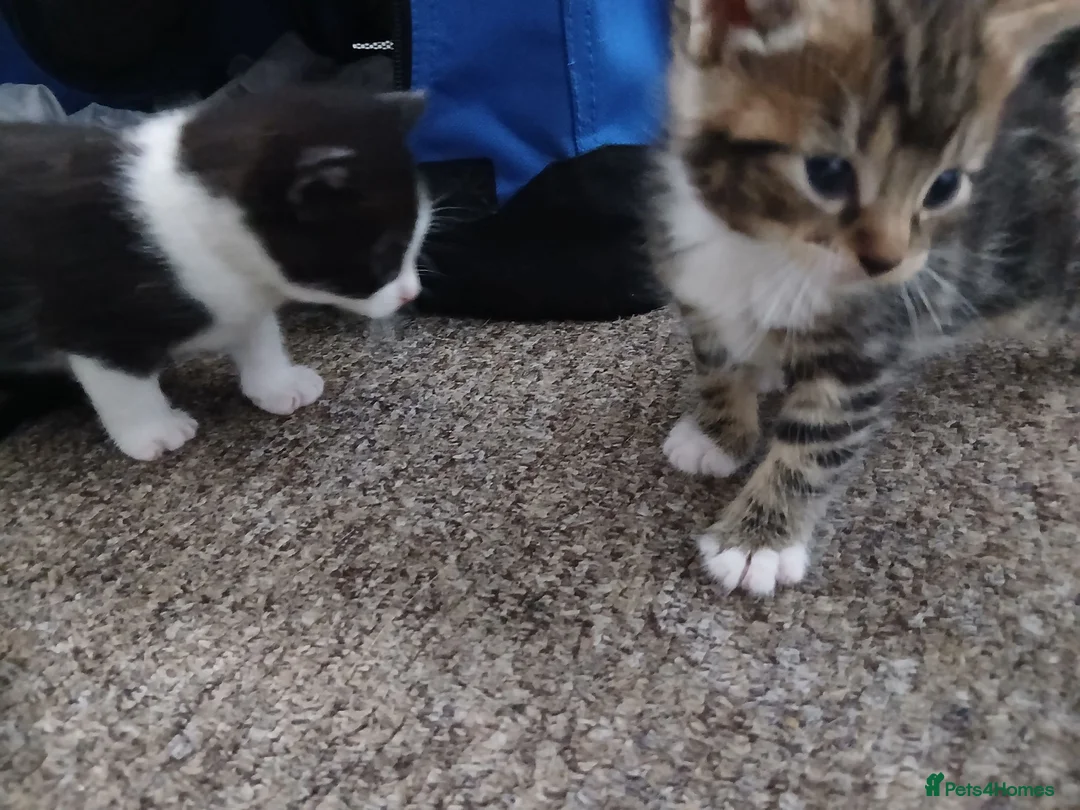 Mixed Breed cats for sale: 3 beautiful kittens  - Advert 2