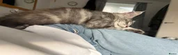 Maine Coon cats for sale: ACTIVE GCCF MAINE COON KITTENS 🐾❤️ - Advert 16