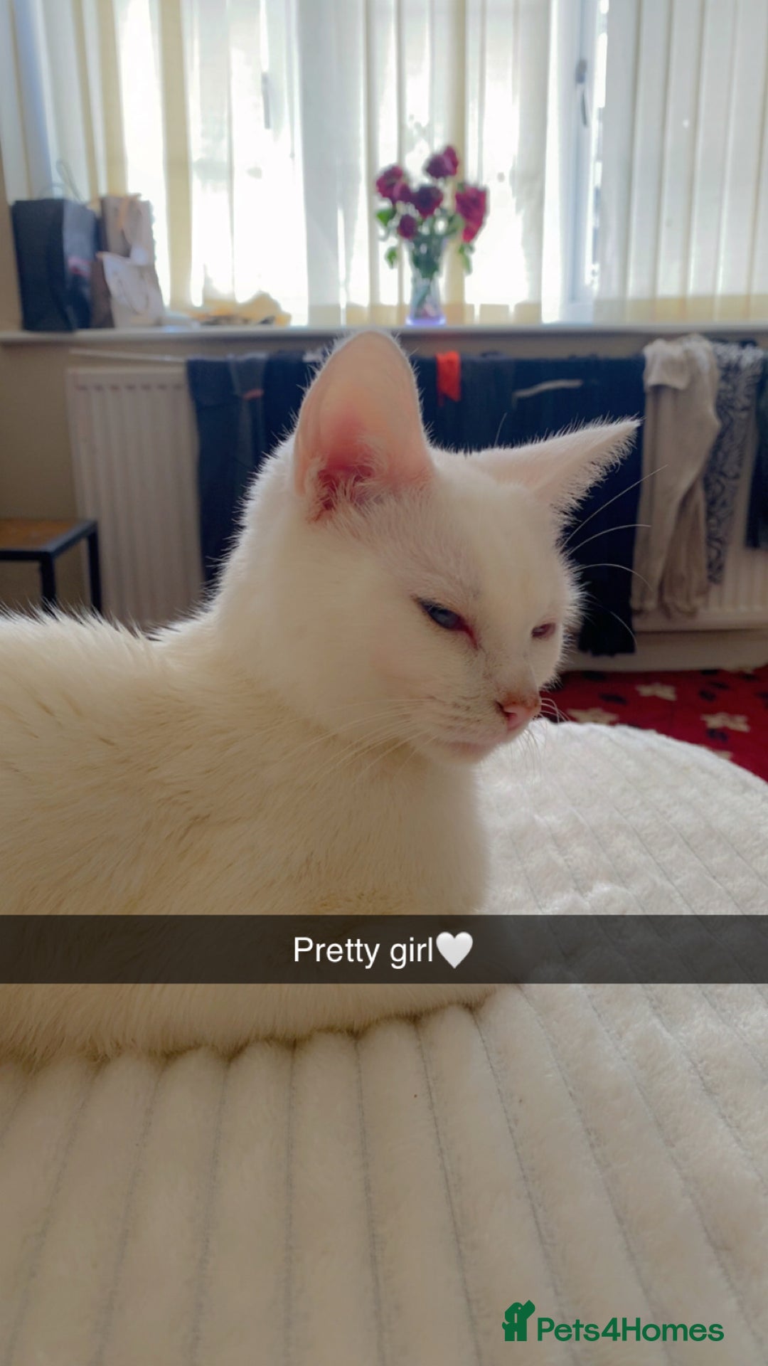 Mixed Breed cats for sale: 3 male kittens - Image 2