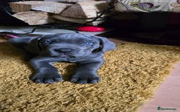 Cane Corso dogs for sale: My puppies  - Image 2
